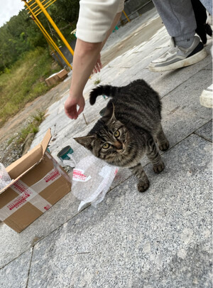 猫条猫零食