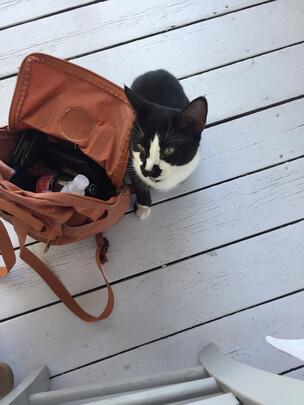 猫咪手术服