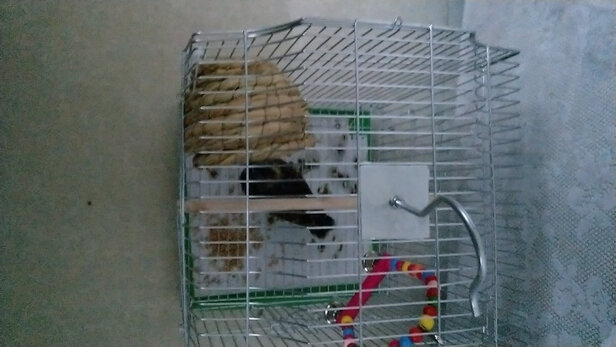 鸟笼