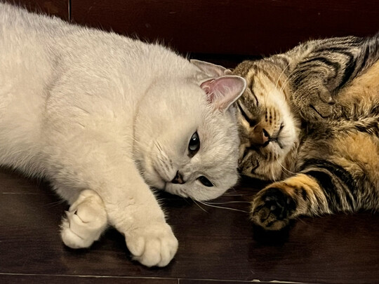 猫窝