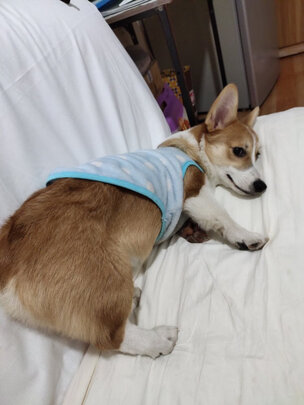 车载香水