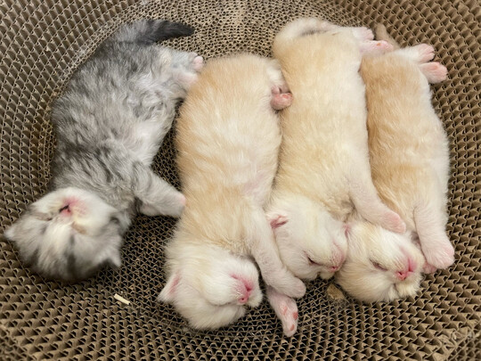 猫窝