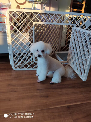 狗狗玩具