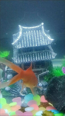 鱼缸造景石头