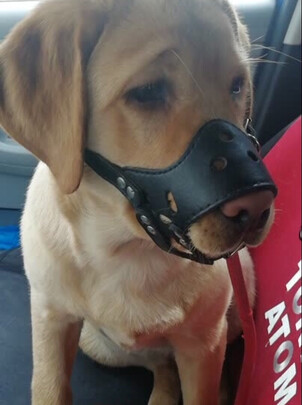 狗狗嘴套