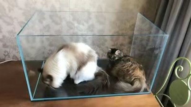 桌面鱼缸