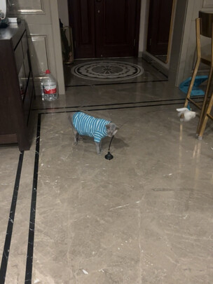 逗猫玩具
