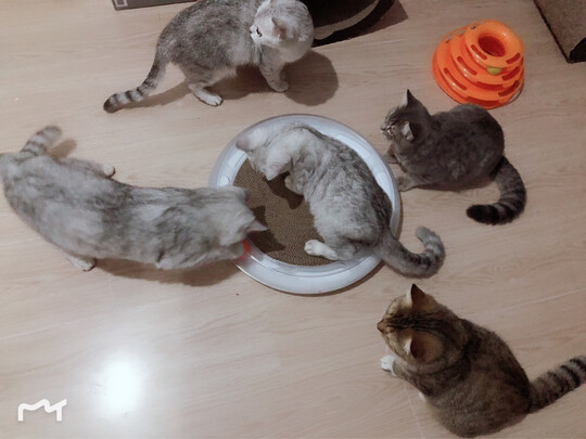 猫窝