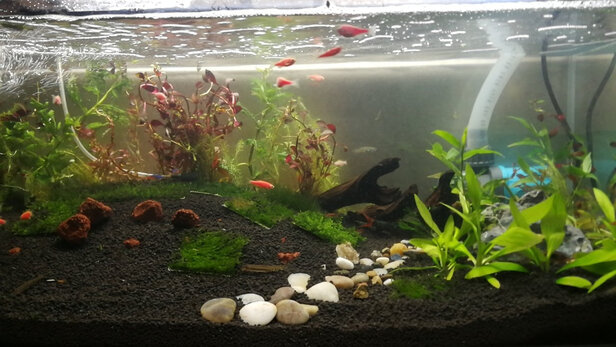 水草泥