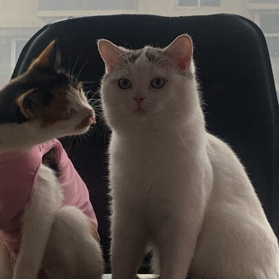 猫咪手术服