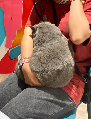 猫粮