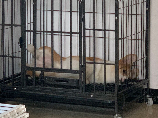 狗笼