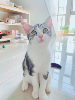 猫粮罐头