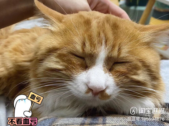 宠物沐浴露