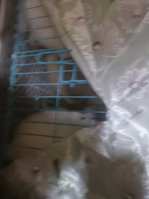 兔笼子
