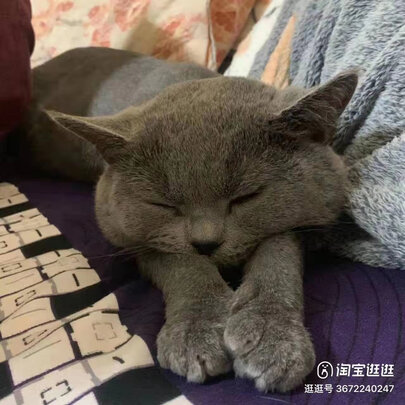 宠物消毒液