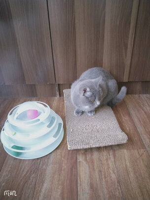 猫条猫零食
