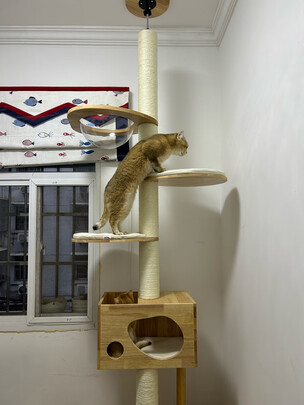 猫爬架