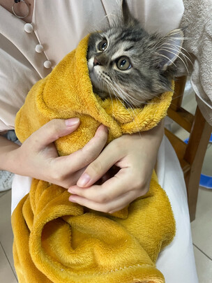 猫零食