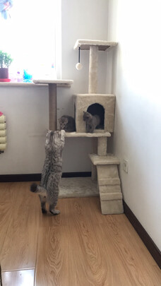 猫爬架
