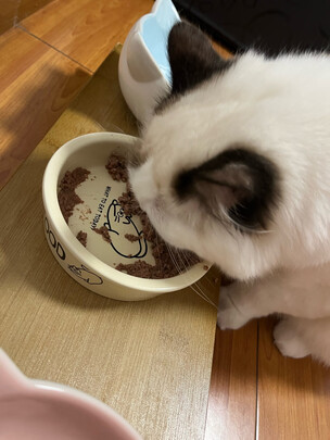 猫罐头
