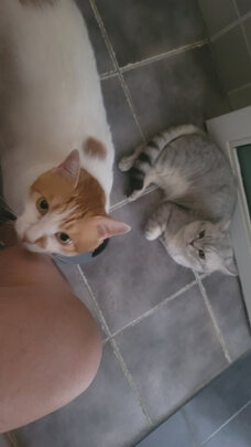 猫砂铲