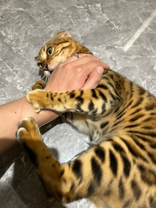 猫粮罐头