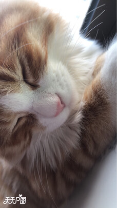 猫包