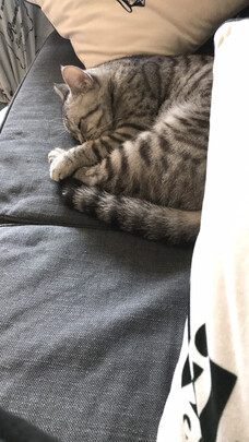 猫砂盆