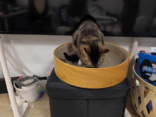 猫抓板