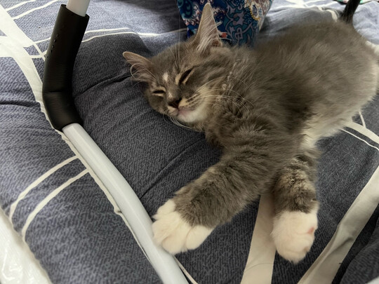 狗毛猫毛清理器