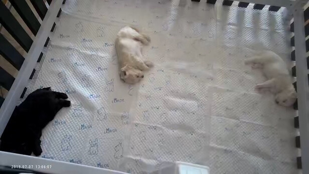宠物尿垫