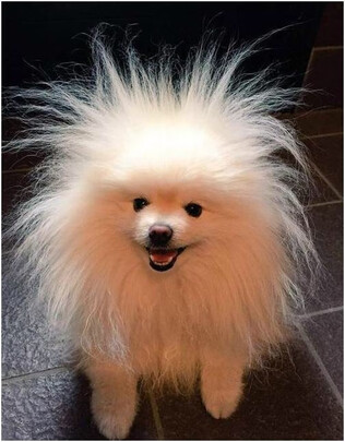 狗狗磨牙棒