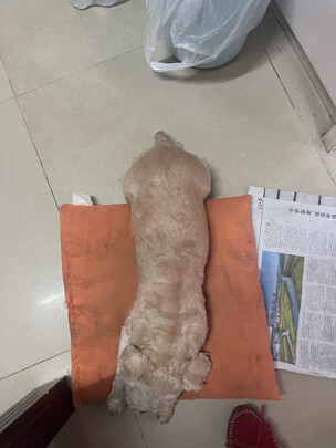  狗狗电推剪