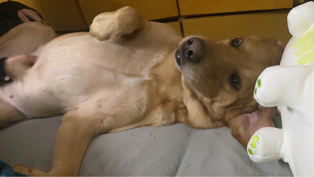 狗粮
