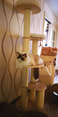 猫爬架