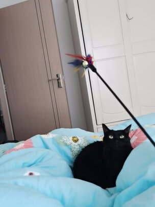 逗猫玩具