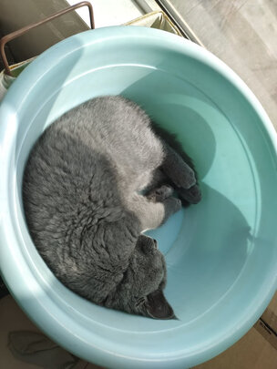 猫咪指甲剪
