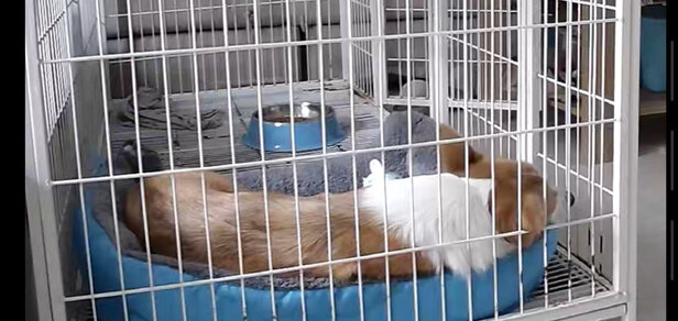 猫窝