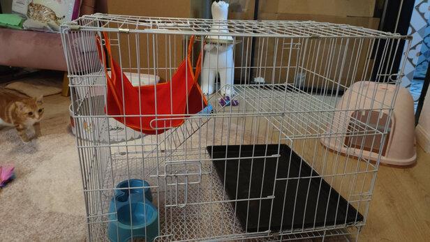  猫笼