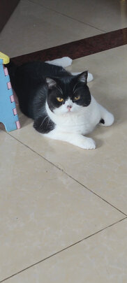豆腐猫砂