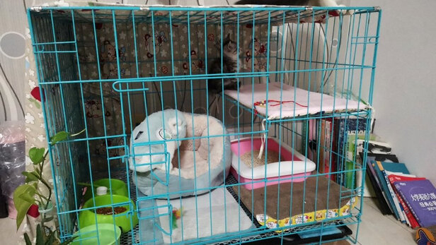  猫笼
