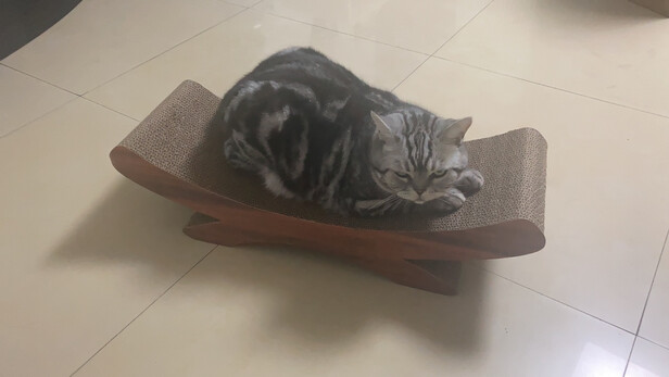 猫抓板