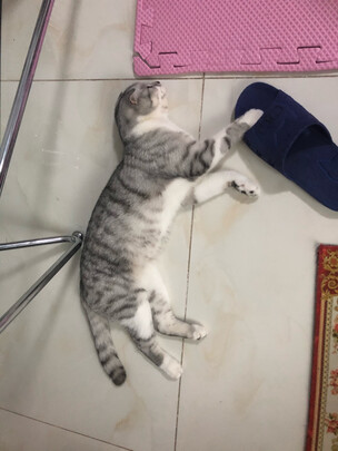 猫包