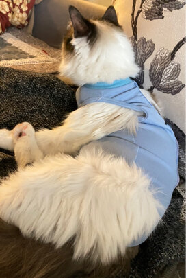 猫咪手术服