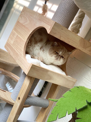 猫爬架