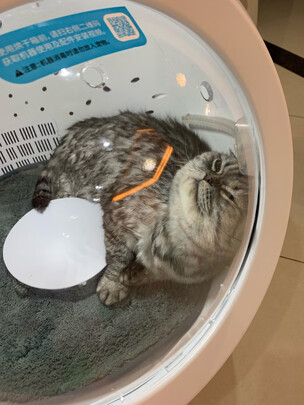  宠物烘干箱