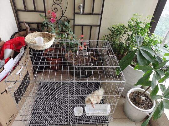 鸟笼