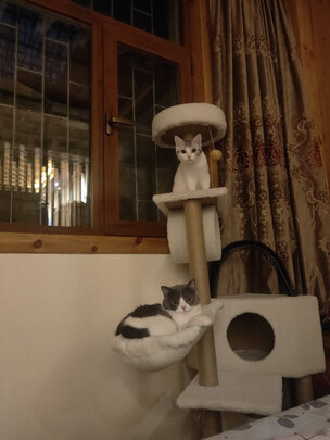 猫爬架