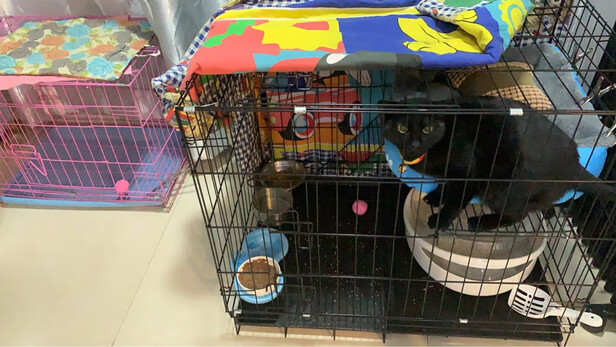  猫笼